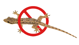 Lizard Control Mumbai